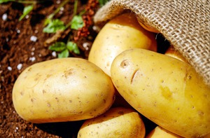 Опис сорту картоплі Зекура: характеристики, особливості вирощування та зберігання