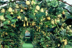 Декоративна гарбуз-груша: рекомендації по вирощуванню, догляду, опис видів