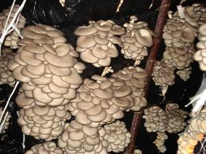 Як займатися вирощуванням грибів в домашніх умовах або на присадибній ділянці новачкові