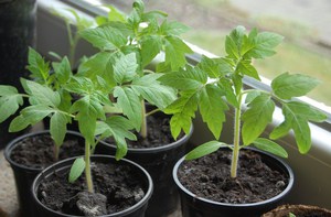 Підгодівля розсади помідорів: добрива, види, основні правила процесу підгодівлі томатів в домашніх умовах