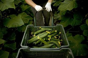 Вирощування огірків в теплиці: процес вирощування, підготовка грунту, можливі шкідники