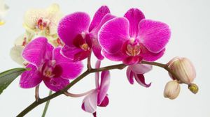 Коли орхідея може зацвітати в будинку: як змушувати її цвісти, як підгодовувати і дотримуватися домашній догляд