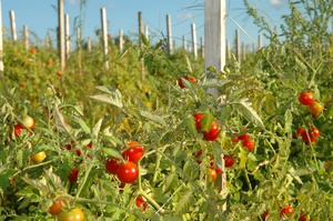 Сорт томат Сибірський скоростиглий: вирощування насіння, опис і характеристика, правила догляду та посадки