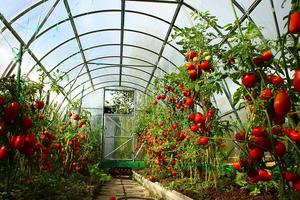 Особливості вирощування та догляду за томатами в теплиці з полікарбонату: посів, вирощування розсади, догляд