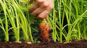 Який сорт моркви великий і смачний найкраще буде посадити на своєму городі