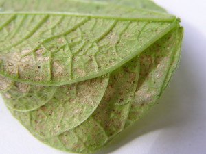 Павутинний кліщ на огірках: причини появи і способи боротьби