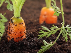 Особливості підгодівлі моркви у відкритому грунті: посів насіння, добрива для моркви, поради