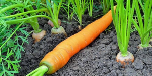 Вирощування моркви у відкритому грунті, особливості та проблеми, пов'язані з цим