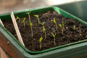 Як правильно посадити перець: висадка розсадою, коли садити і особливості вирощування