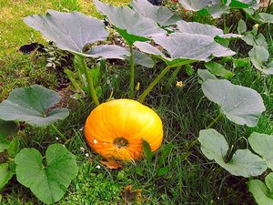 Особливості вирощування гарбуза в домашніх умовах: як доглядати за гарбузом