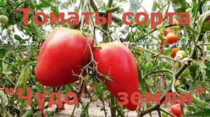 Сорт томатів «Чудо землі» — опис сорту і його характеристика