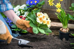Як посадити квітку будинку: принципи, підготовка інвентарю, інструкція по догляду за рослинами в горщиках