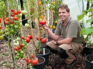 Як виростити помідори розсадою і насінням: методи вирощування томатів в теплиці і у відкритому грунті