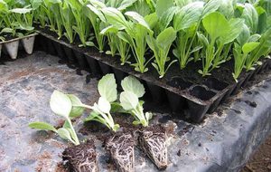 Терміни посадки капусти на розсаду: посів капусти з умовою висадки у відкритий грунт, коли садити капусту