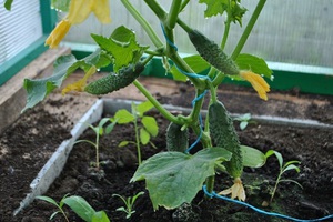 Чим краще підгодувати огірки в теплиці: натуральні і промислові добрива, практичні рекомендації