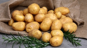 Картопля Гала: опис і характеристика сорту, правила догляду та відгуки, боротьба з хворобами і шкідниками