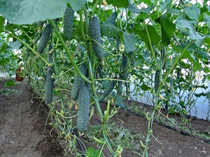 Як виростити огірки, вирощування огірків у відкритому грунті