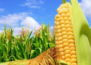 Кукурудза: сорти, посадка і догляд за рослиною у відкритому грунті