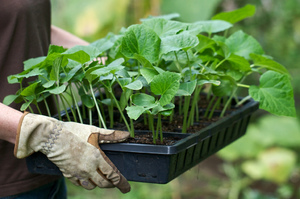 Як правильно посадити огірки на розсаду: способи і опис