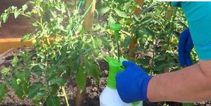 Підживлення томатів: способи підгодовування і застосування добрив в теплиці