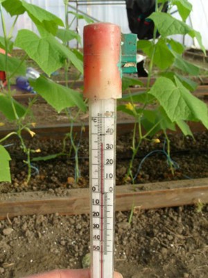 Мінімальна температура для висадки полікарбонату, при якій температурі висаджують помідор в теплицю