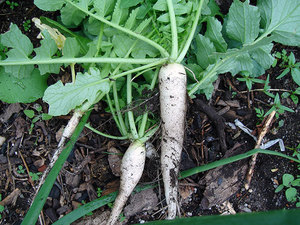 Як виростити дайкон: опис овоча, посадка і догляд у відкритому грунті, особливості вирощування