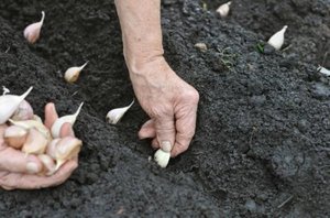 Особенности выращивания лука в домашних условиях