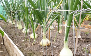 Коли садити цибулю севок на Уралі: особливості посадки цибулі навесні