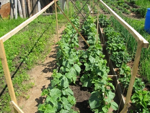 Особливості посадки огірків у відкритий грунт, коли садити огірки