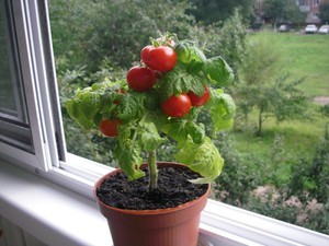 Особливості вирощування томатів в квартирі: вибір сорту, посів, як виростити помідори на підвіконні