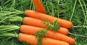 Як садити моркву насінням: терміни правильного вирощування, коли посадити морквину, на якій відстані сіяти