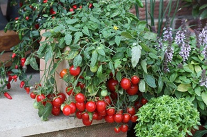 Як відбувається вирощування помідорів в домашніх умовах, особливості посадки томатів