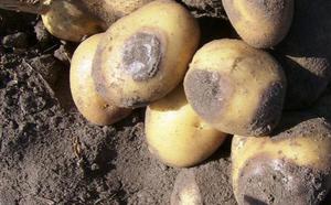 Як боротися з фітофторою на картоплі, ефективна обробка картоплі від фітофтори перед посадкою