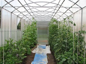 Як і коли слід садити помідори в теплиці з полікарбонату
