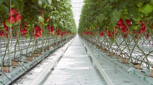 Вирощування помідорів в теплиці: посадка і догляд, вибір сорту, схеми висаджування