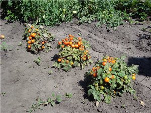 Догляд за томатами після посадки в грунт і теплицю: відмінності, особливості, способи поливу помідорів і підгодівлі