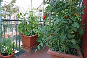 Рекомендації по вирощуванню помідорів на балконі: покрокова інструкція