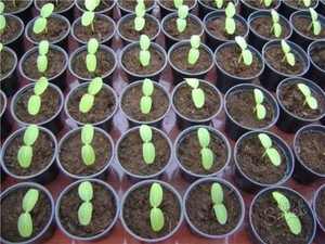 Як правильно посадити огірок: умови і терміни вирощування розсади, підготовка розсади до висадки і догляд