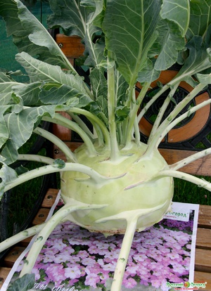 Характеристика овочевої культури під назвою капуста кольрабі