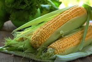 Правила посадки кукурудзи у відкритий грунт в умовах Підмосков'я і його клімату, як вирощувати рослини