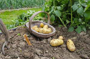 Як правильно садити картоплю під лопату, яка відстань має бути між лунками