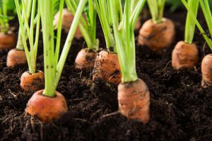 Як правильно вирощувати моркву, щоб отримати багатий урожай: правила вирощування та догляду за коренеплодами