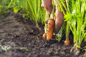 Як і коли правильно садити моркву восени або навесні: правила і корисні поради по висадці