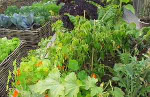 Умови посадки тіньовитривалих культур, вирощування овочів в тіні і півтіні городу