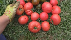 Посадка і догляд за томатами сорту «Рожевий слон», особливості добрива і боротьби з шкідниками помідорів
