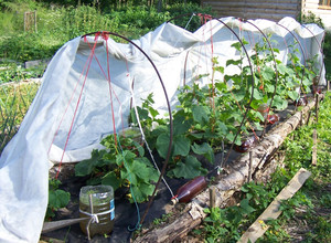 Тепла грядка для огірків: заготівля компосту восени або навесні, вибір місця для грядки