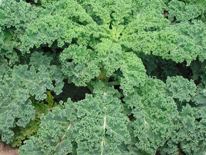 Рекомендації по вирощуванню листової капусти Кале Кейла на присадибній ділянці