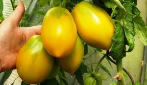 Томати сорту Кенігсберг: опис і характеристика, Золотий томат