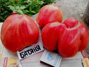 Сорт томатів Батяня: опис і характеристика, ВИРОЩУВАННЯ помідор з насіння