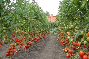 Як правильно висадити помідори у відкритий грунт: терміну і правила як садити томати, корисні рекомендації